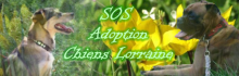 Adoption chiens Lorraine